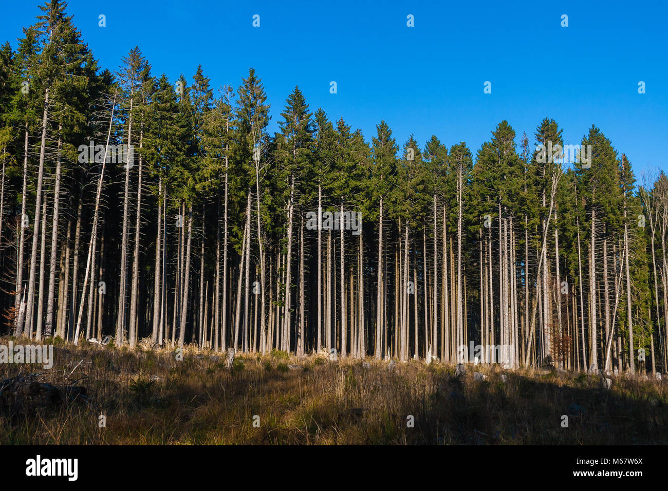 Un bosque de coníferas explotado industrialmente en Vosges, Francia Foto de stock