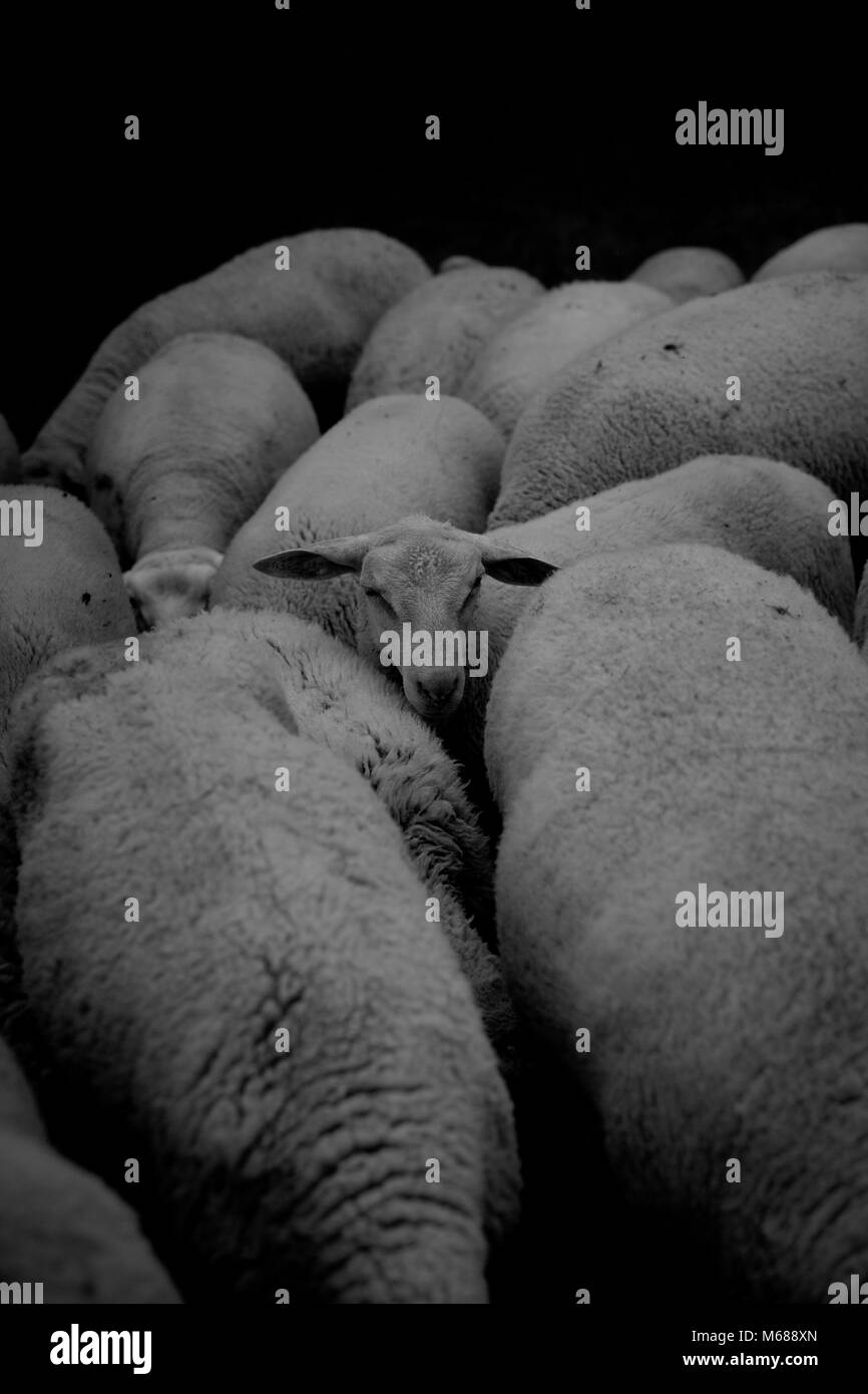 Un rebaño de ovejas ganado Foto de stock