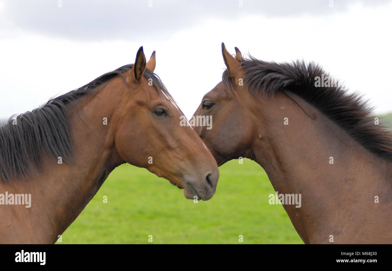 Pferd Foto de stock