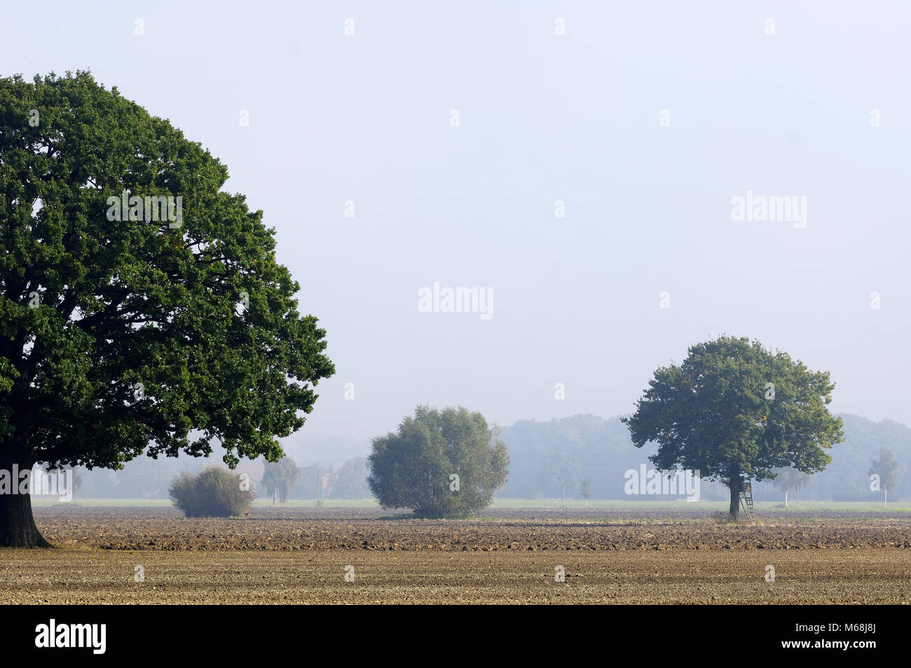 Eichenbäume auf einem Acker Foto de stock