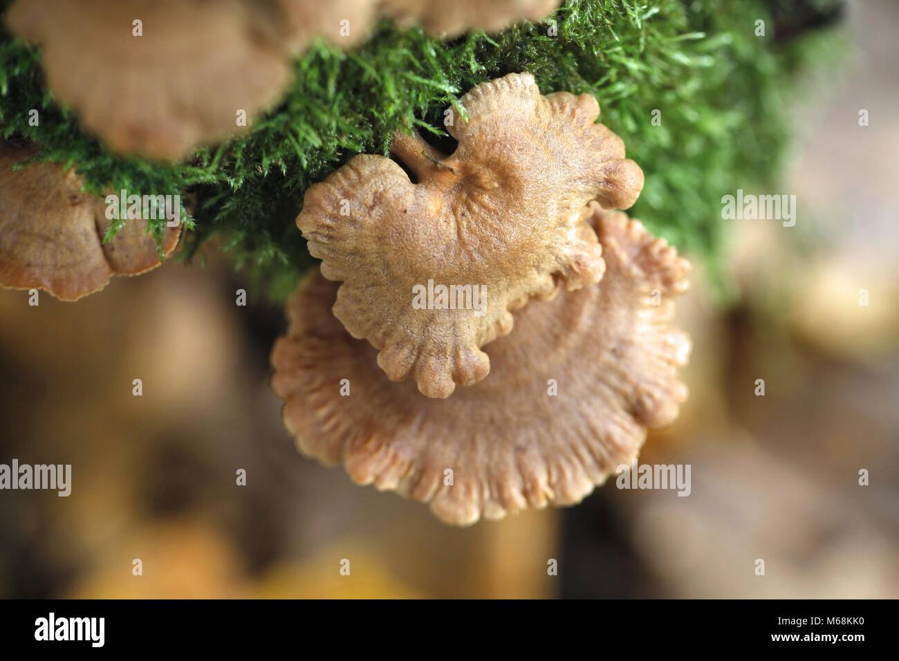 Seta ostra amarga, Panellus stypticus, un hongo bioluminiscente Foto de stock