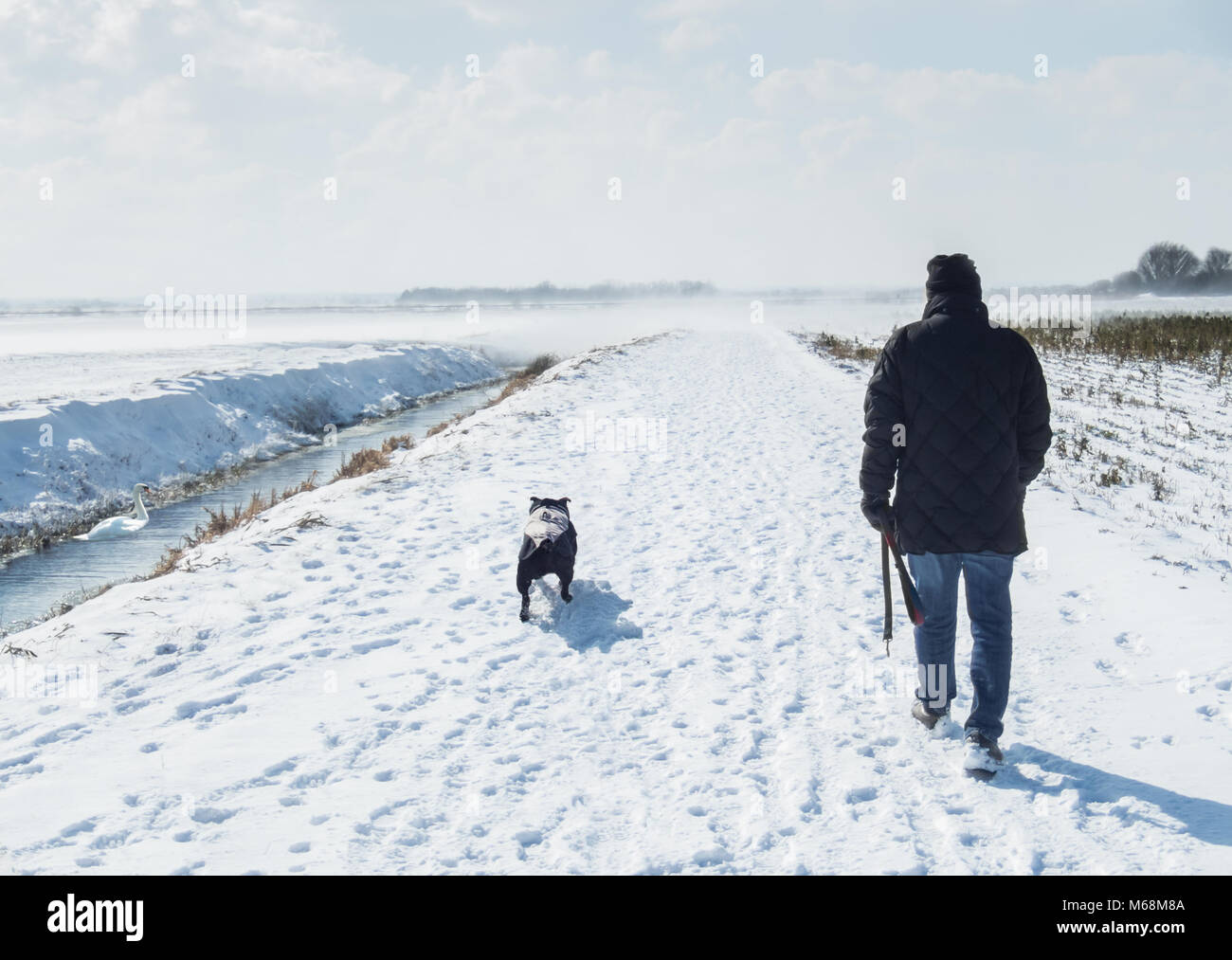 Hombre caminando en un enorme abrigo negro de staffordshire bull terrier, perro en un día de invierno con nieve en el suelo y el viento soplando a través de los campos de nieve en Kent. Foto de stock