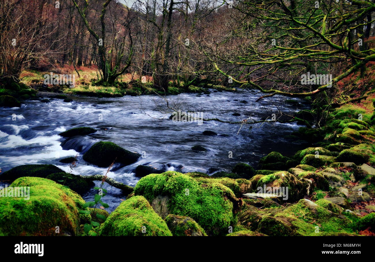 Arroyo en el bosque por agua de Derwent, Lake District, en el Reino Unido. Foto de stock