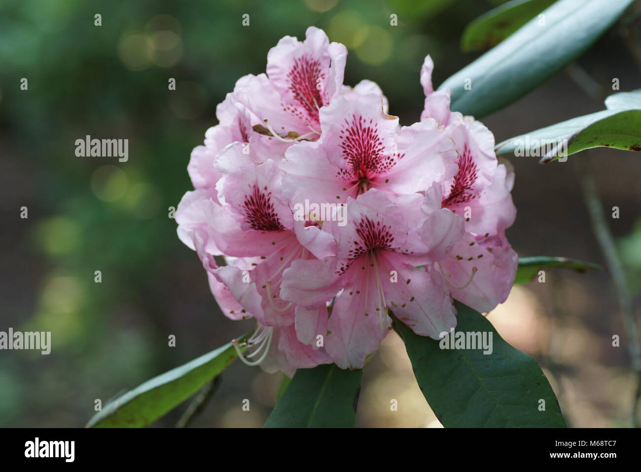 Rhododendron 'Mrs G.W. Fuga" Foto de stock