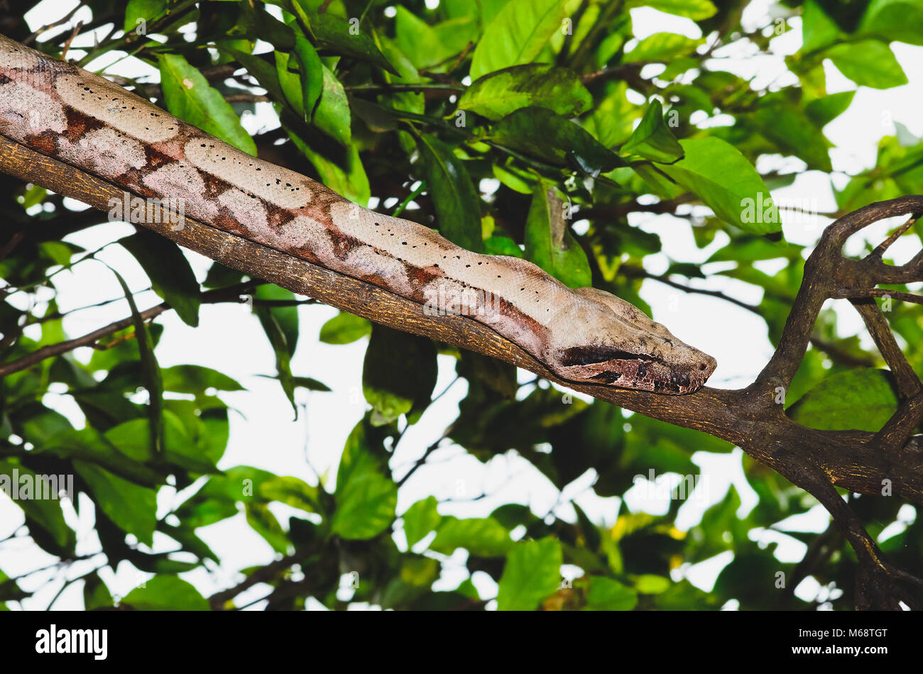 La serpiente Jararaca salvajes en la rama de un árbol. Foto de stock