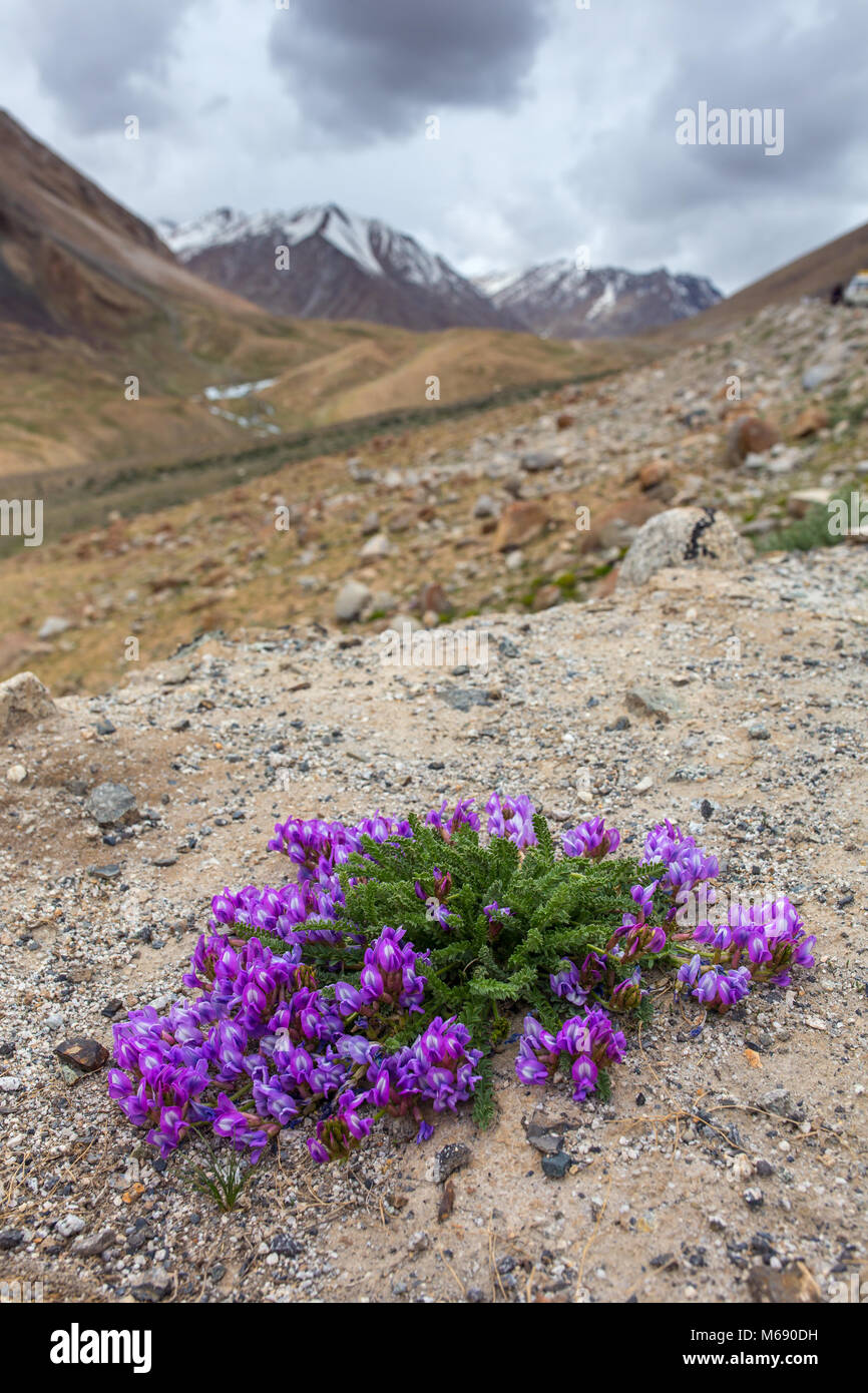 Vista cercana de hermosas flores púrpura que florece en las montañas rocosas en India del Himalaya, la región de Ladakh, India Foto de stock