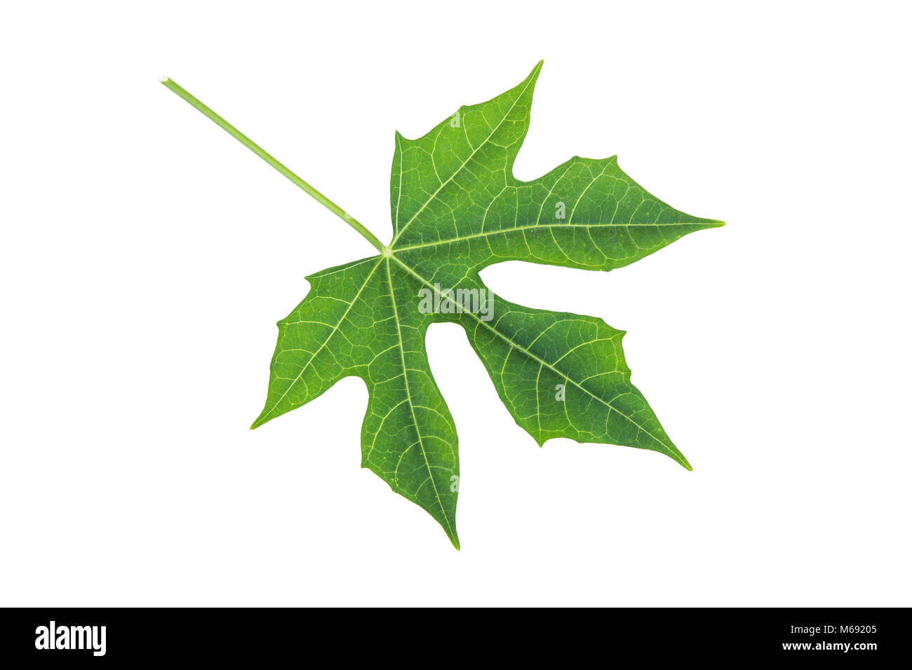 Verde Hoja de chaya plantas o árboles de espinacas. Es una planta herbaria.  Aislado sobre fondo blanco Fotografía de stock - Alamy