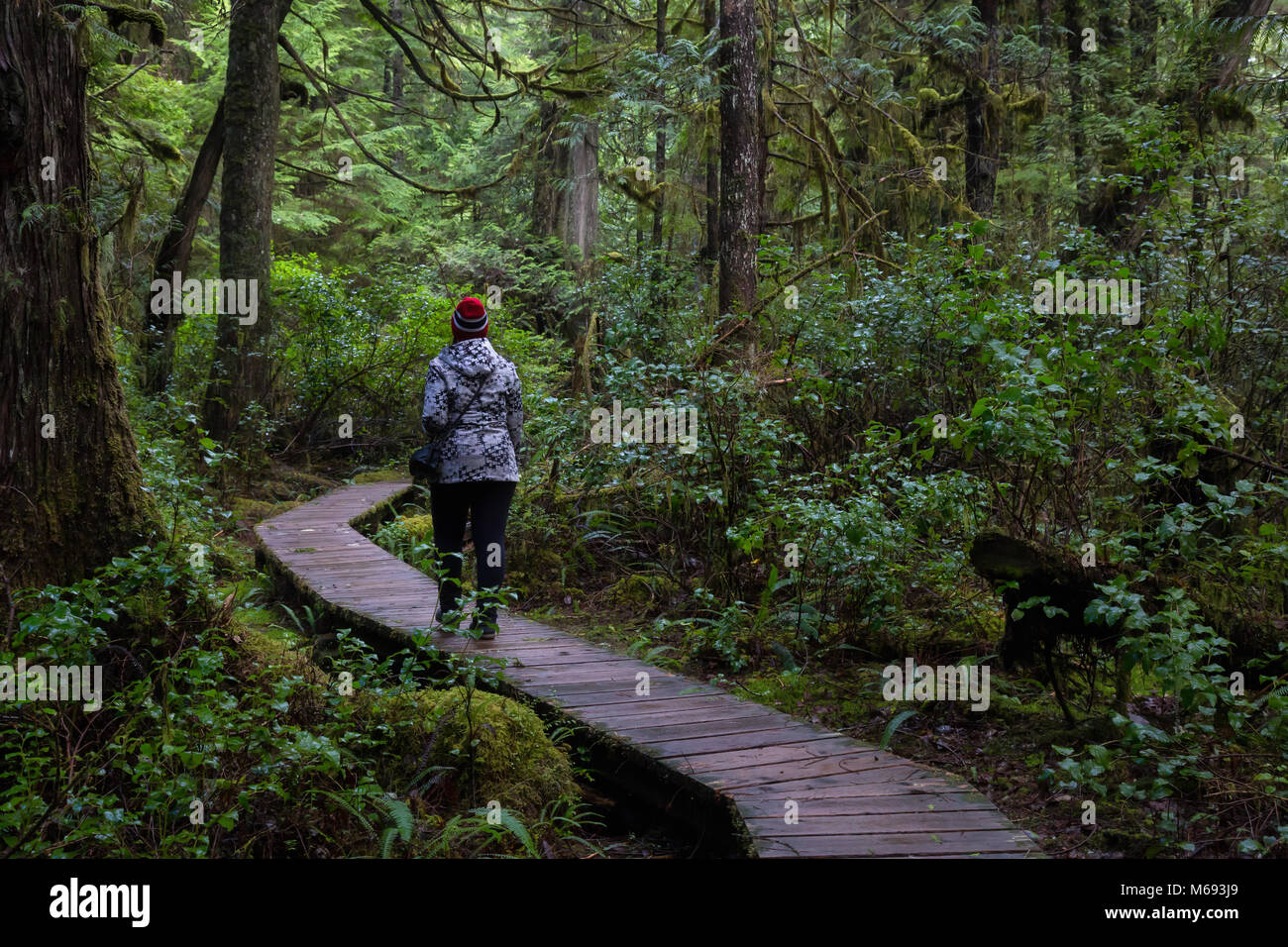 Chica que llevaba una chaqueta de color rojo brillante es el caminar de los hermosos bosques durante una animada mañana de invierno. Tomada en Ucluelet, Isla de Vancouver, BC, Canadá. Foto de stock