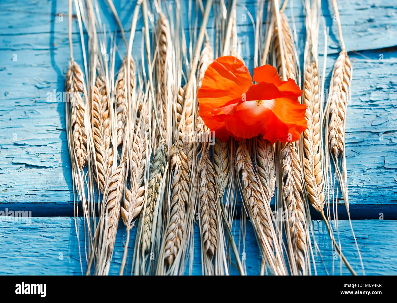 Un bodegón de maduras Golden mazorcas de maíz y una amapola roja brillante en el cuadro azul Foto de stock