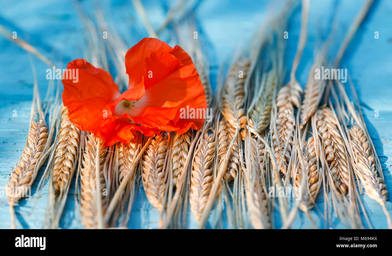 Fondo de Oro madura mazorcas de maíz y una amapola roja brillante en el cuadro azul Foto de stock