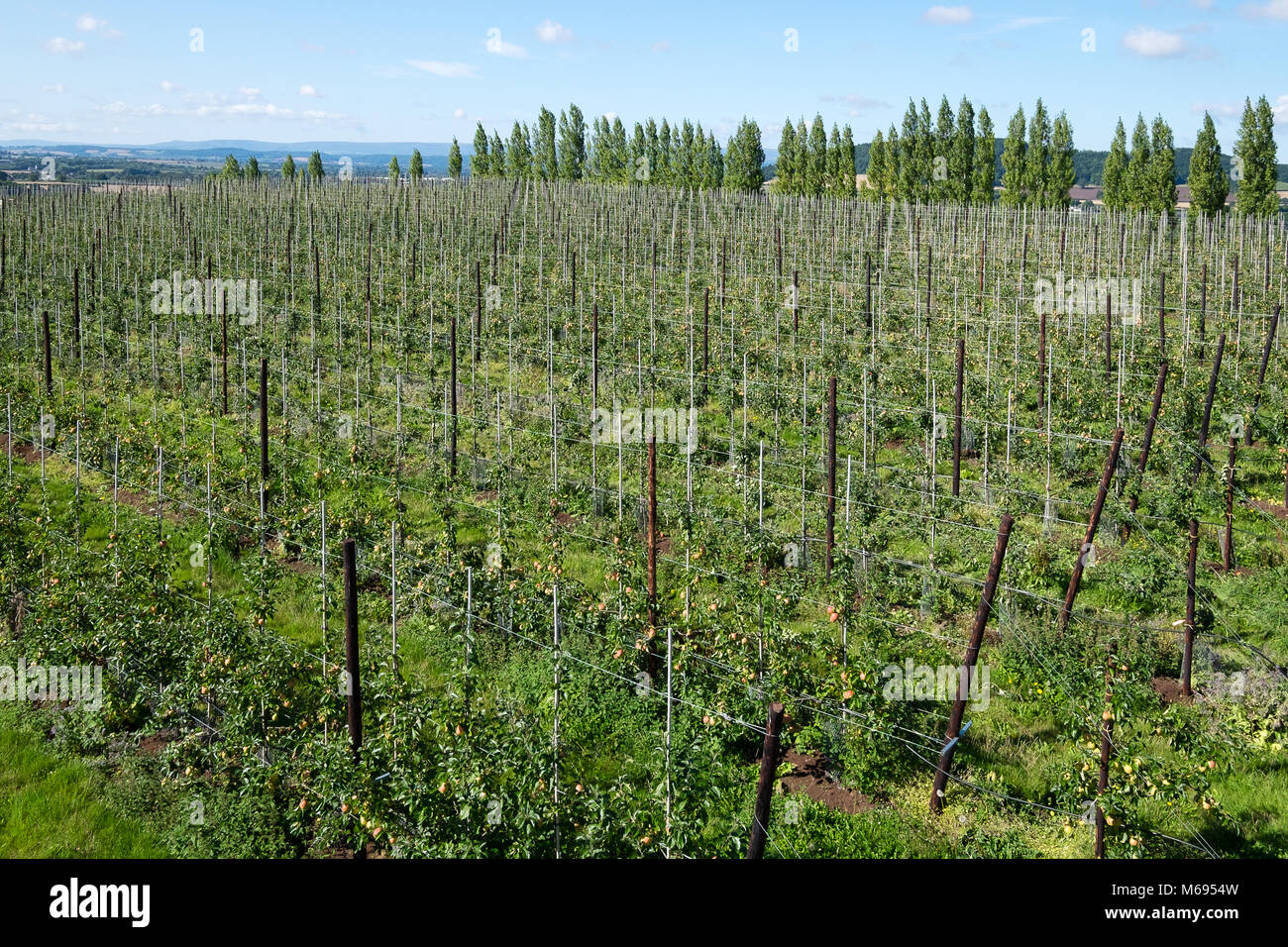 Un alto ángulo de visualización de frutas granja los postes y cables Foto de stock