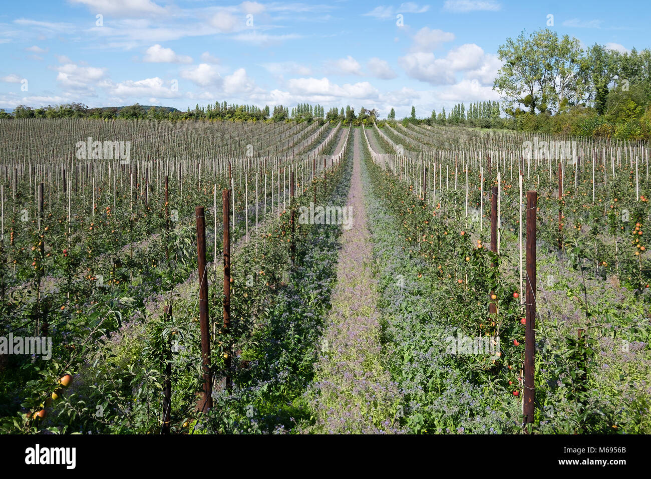 Filas de los manzanos jóvenes en la moderna Orchard Foto de stock