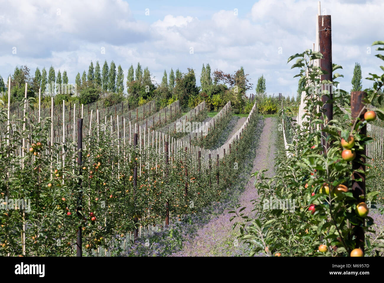 Apple cultivando con técnicas agrícolas modernas Foto de stock