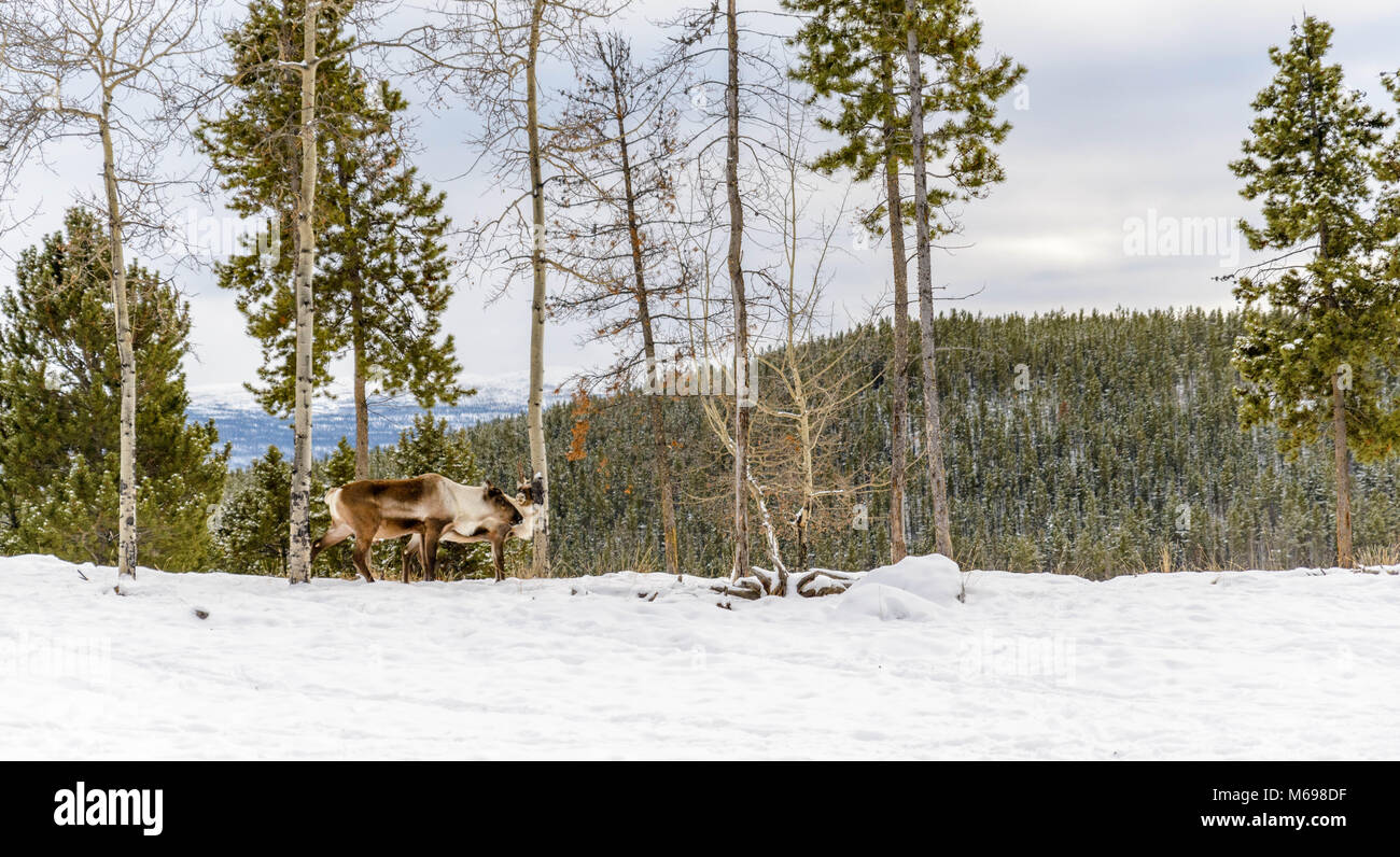 Yukon Wildlife Preserve, Territorio de Yukon, Canadá Foto de stock