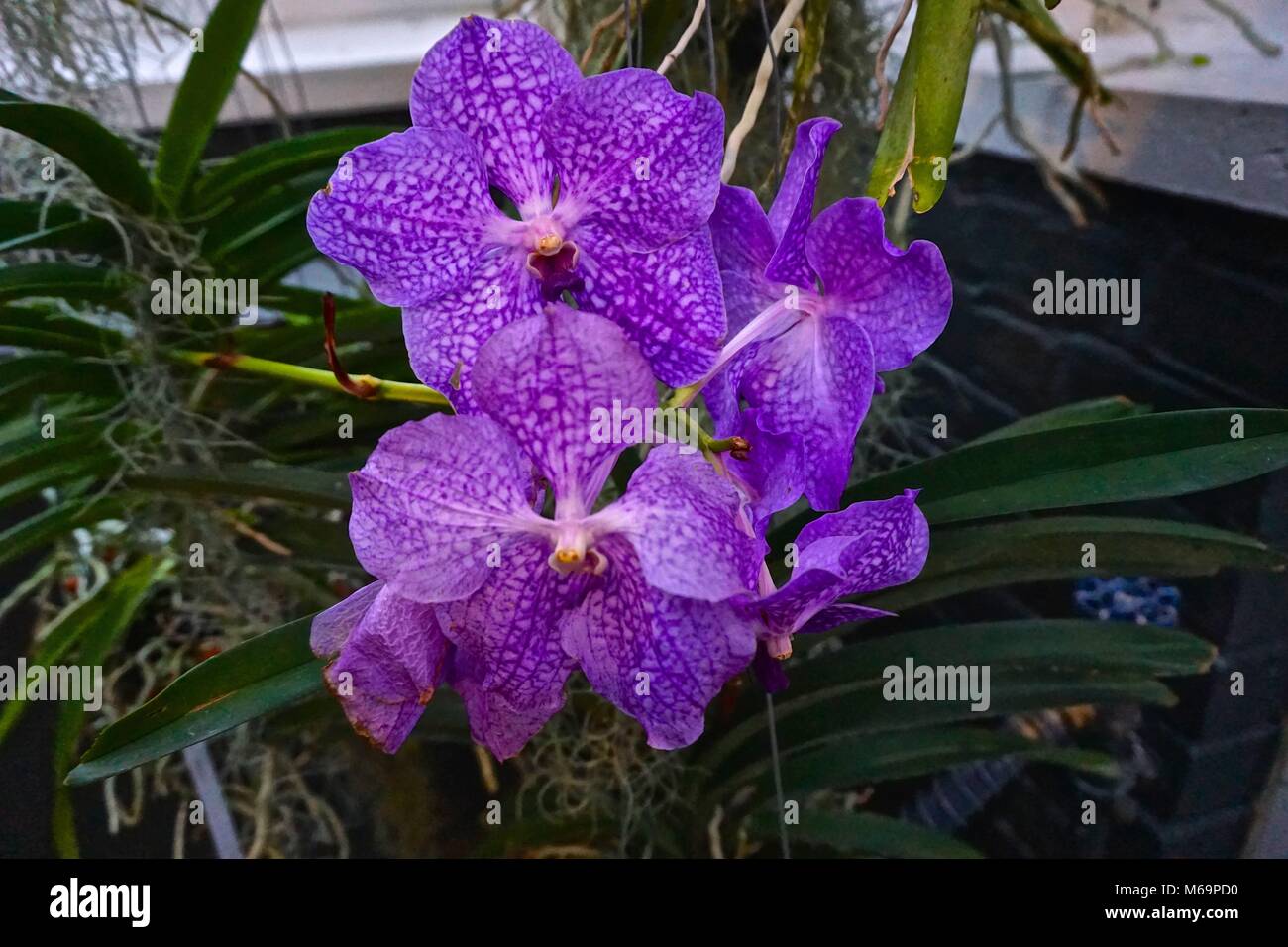 Vanda orquídea (Vanda coesrulea). Azul oscuro a púrpura orquídeas  elegantemente suspendido en el aire Fotografía de stock - Alamy