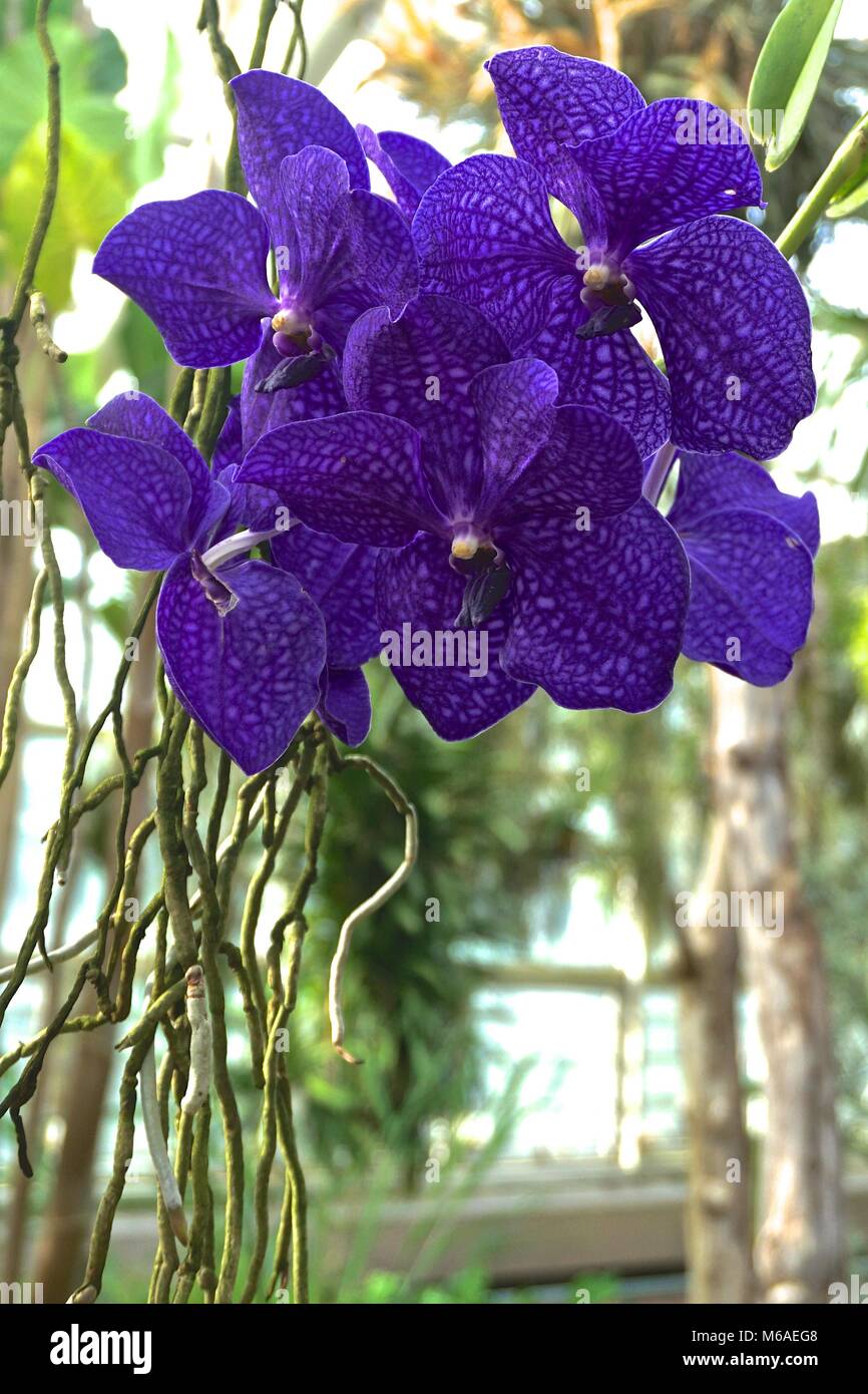 Vanda orquídea (Vanda coesrulea). Azul oscuro a púrpura orquídeas elegante  suspendidas en el aire Fotografía de stock - Alamy