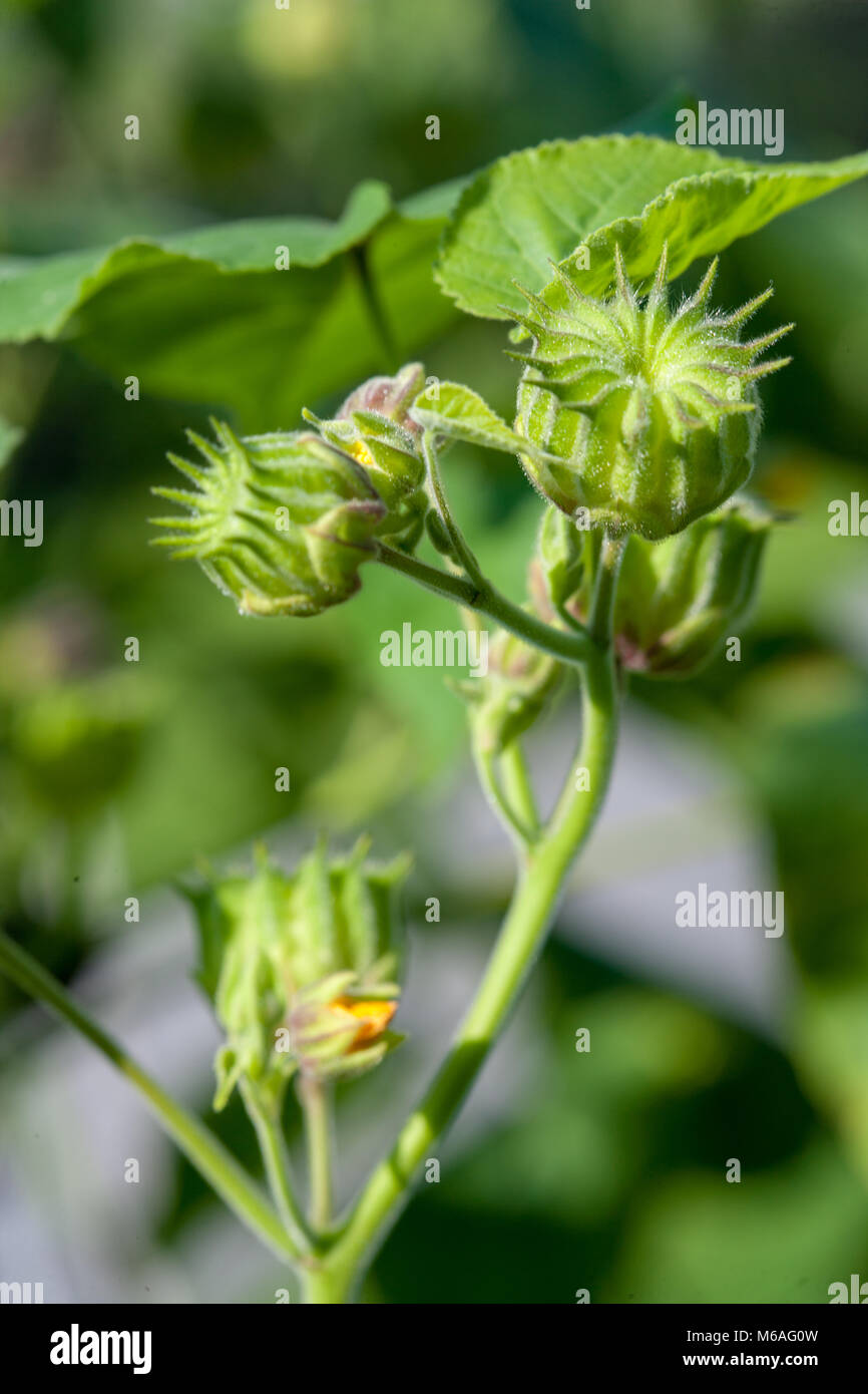 Velvetleaf, (Abutilon theophrasti Lindmalva) Foto de stock