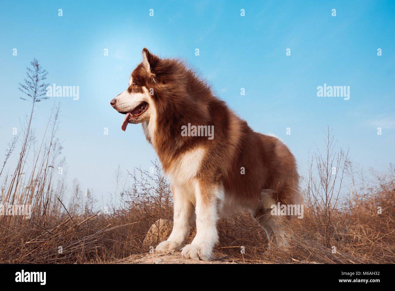 Dog fang husky mountain snow snowy wild winter fotografías e imágenes de  alta resolución - Alamy