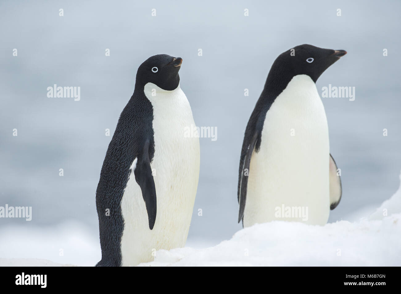 Los pingüinos Adelia (Pygoscelis adeliae) en la Antártida Foto de stock