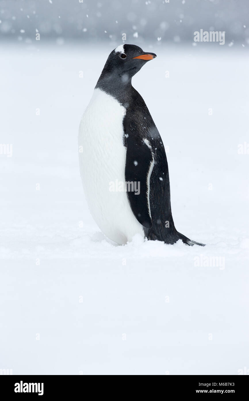 Pingüinos papúa (Pygoscelis papua) en la nieve. Foto de stock