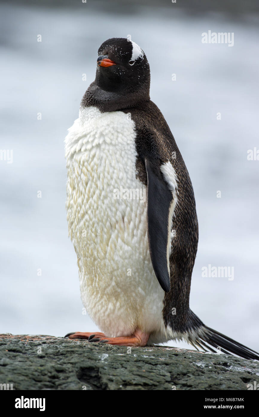 Pingüinos papúa (Pygoscelis papua). Foto de stock