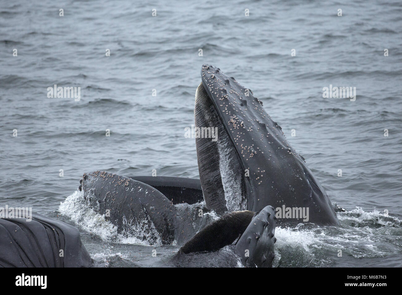 Las ballenas jorobadas (Megaptera novaeangliae) Alimentación en la Antártida Foto de stock