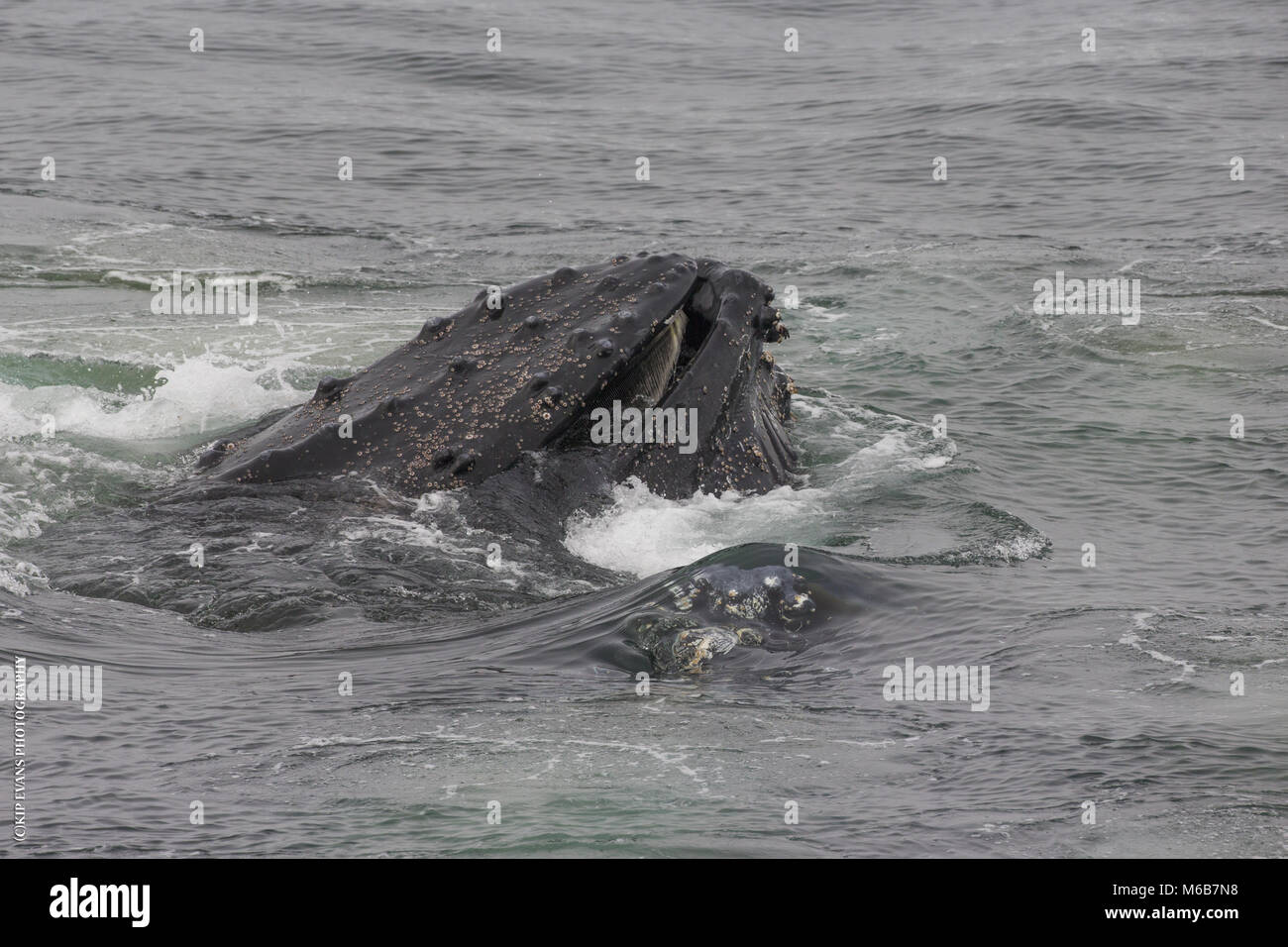 La ballena jorobada (Megaptera novaeangliae) Alimentación en la Antártida Foto de stock