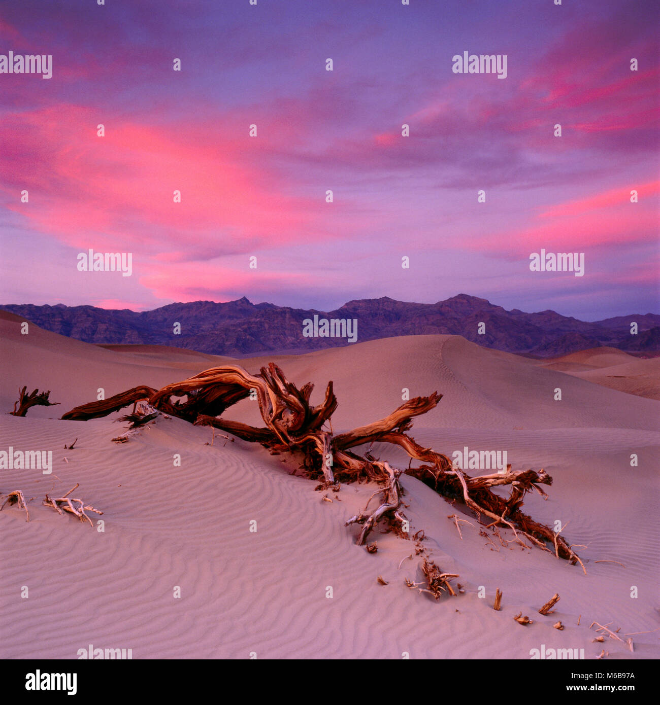 Sunset, tamarisco, dunas, Montañas Grapevine, el Parque Nacional Valle de la Muerte, California Foto de stock