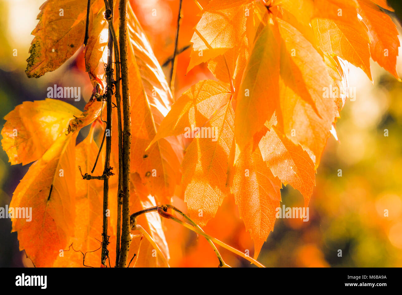 Fondo soleado con hojas de otoño dorado en Novembe Foto de stock