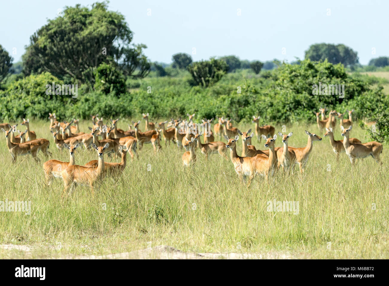 Manada de kob (Kobus kob thomasi) antílopes, todos mirando hacia los Leones, el Parque Nacional Queen Elizabeth, Uganda, África Foto de stock