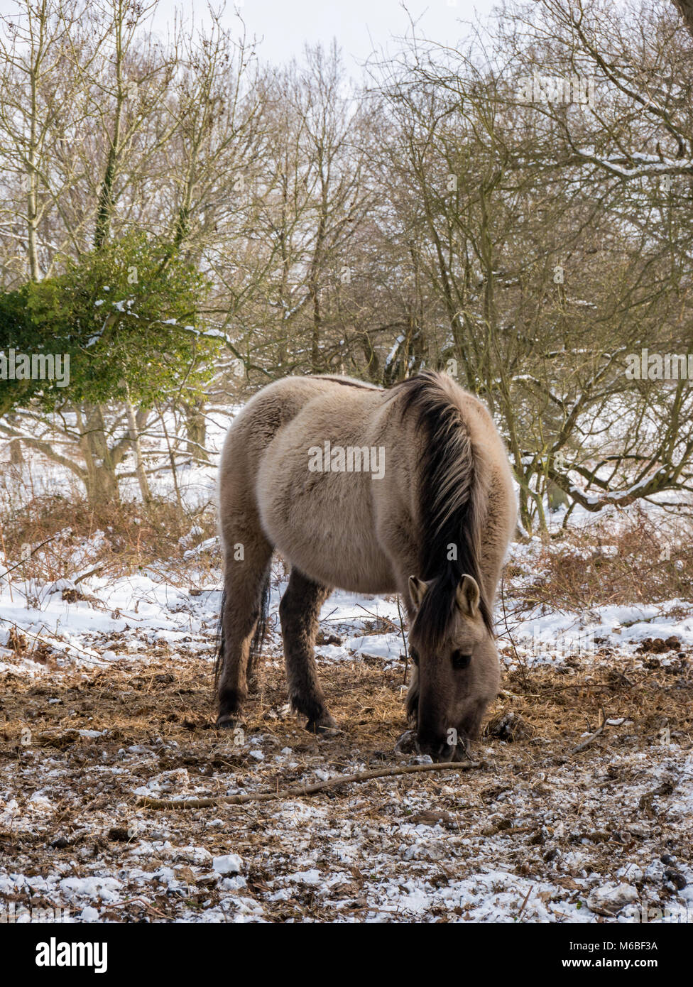 Konik ponis en la nieve, tras la "bestia de Oriente " Tormenta de nieve en 2018 Foto de stock