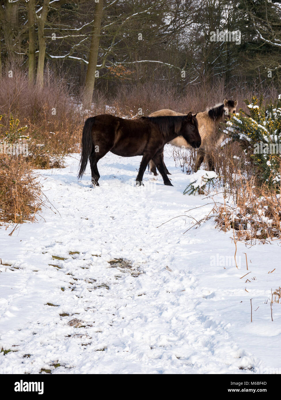 Konik ponis en la nieve, tras la "bestia de Oriente " Tormenta de nieve en 2018 Foto de stock