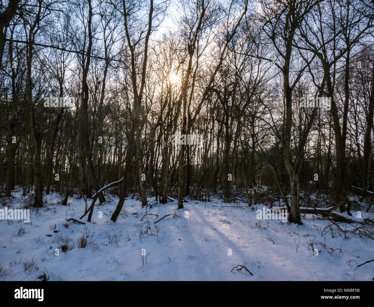 Hothfield reserva natural común, enterrado en un manto de nieve tras la tormenta de 2018 "la bestia del este" Foto de stock