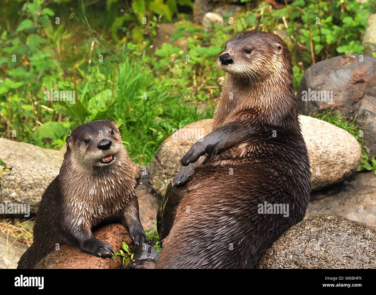 Lindo cerca par de nutrias eurasianas (Lutra lutra) sentado en la parte superior de las rocas, una con la boca abierta. Highland Wildlife Park, Escocia Foto de stock