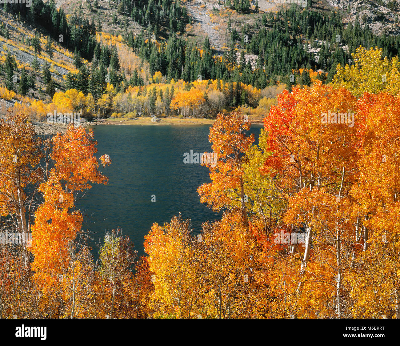 Aspen Lundy, el lago, el Bosque Nacional Inyo, la parte oriental de Sierra, Sierra Nevada, California Foto de stock