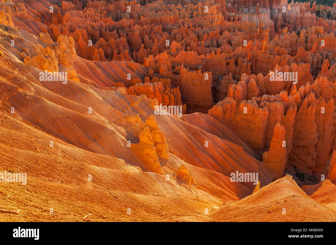 Hoodoos, Wall Street, Bryce Canyon National Park, Utah Foto de stock