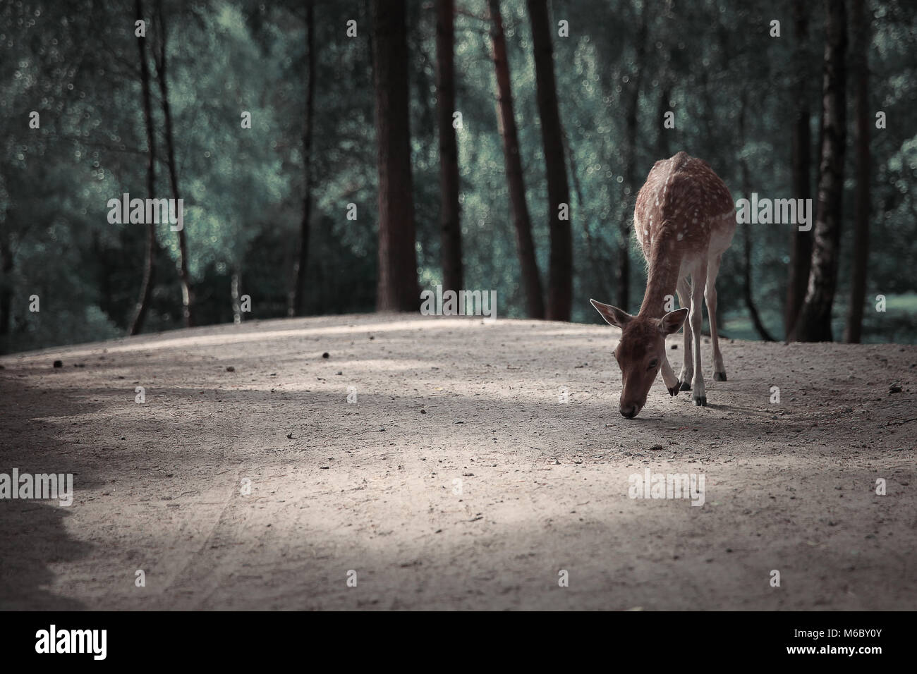 Imagen de lonely ciervos en otoño paisaje forestal Foto de stock