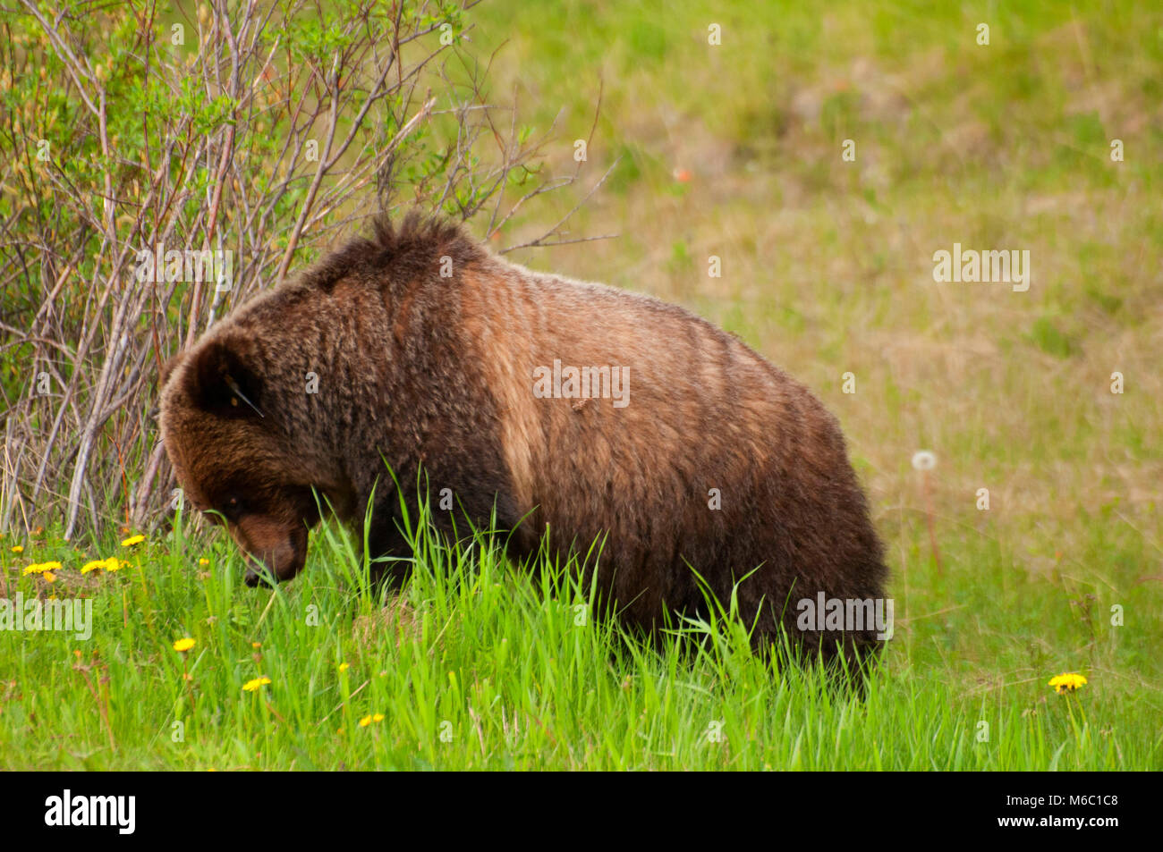 Grizzly Bear, Parque Nacional de Banff, Alberta, Canadá Foto de stock