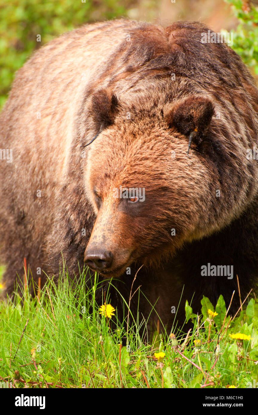 Grizzly Bear, Parque Nacional de Banff, Alberta, Canadá Foto de stock