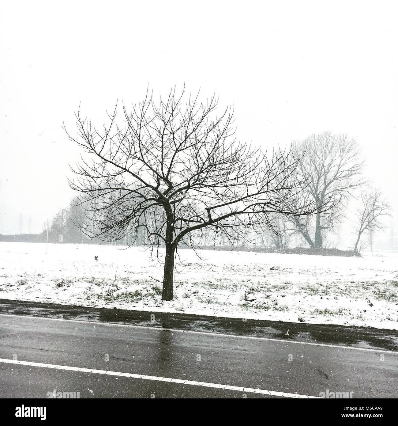 Un árbol en la niebla en el paisaje invernal, Cernusco, Italia Foto de stock