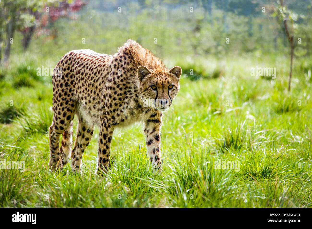 Caminar a través de la hierba de guepardo retroiluminado Foto de stock