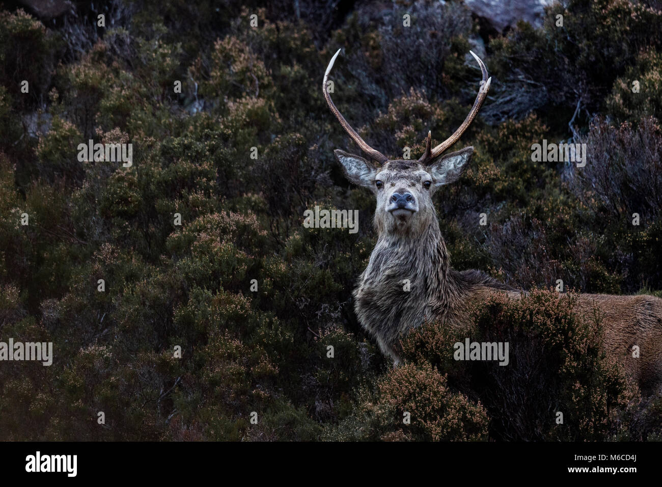 Ciervo ciervo, Applecross, Escocia Foto de stock