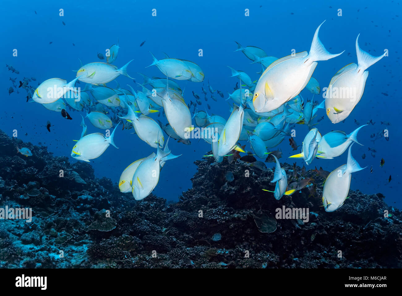 Enjambre de rabil (Acanthurus xanthopterus Pez Cirujano) a lo largo de arrecifes de coral, el Océano Pacífico, en la Polinesia Francesa Foto de stock