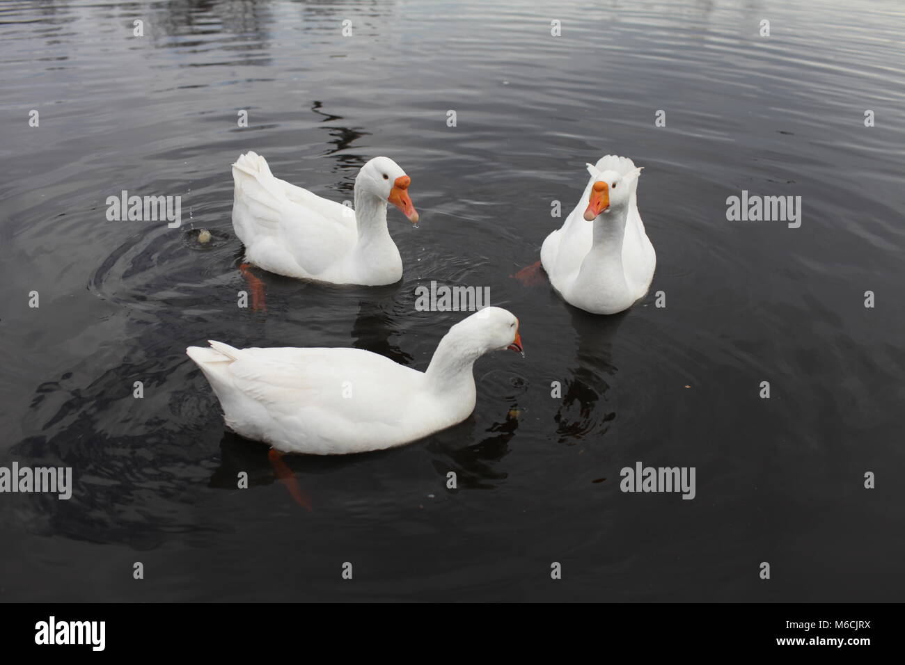Gansos domésticos flotan en el agua Foto de stock