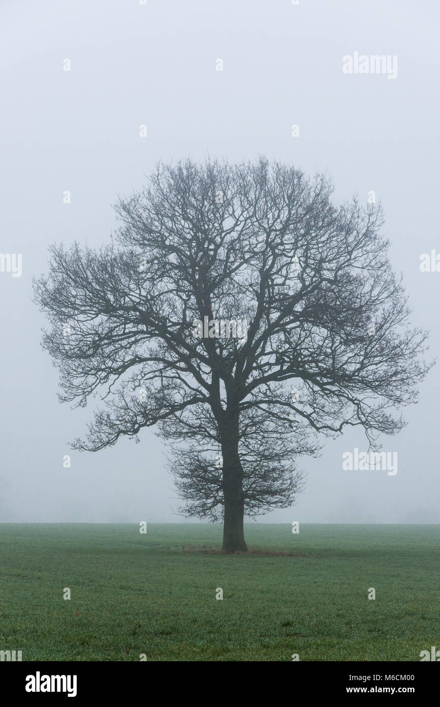 Un árbol de roble en invierno parcialmente envuelta en la niebla, en un campo de trigo Foto de stock