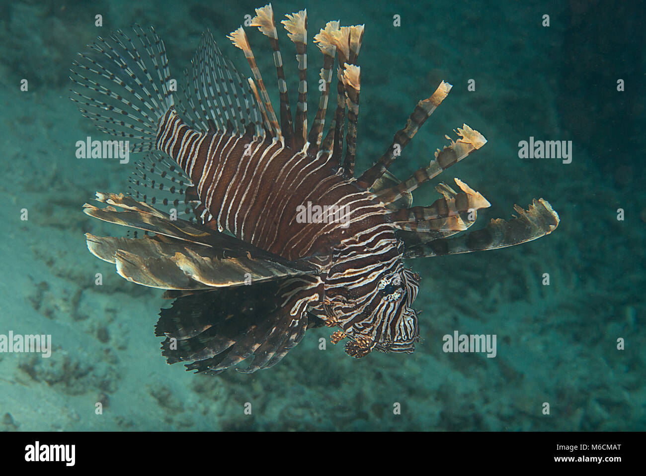 Indo-pacífico Pez león (Pterois volitans) nadando a través de los corales de Bali. Foto de stock