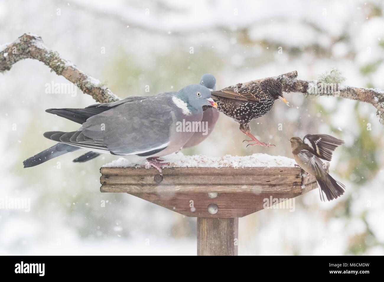 Reino Unido aves de jardín jardín en la concurrida mesa de aves en invierno Foto de stock