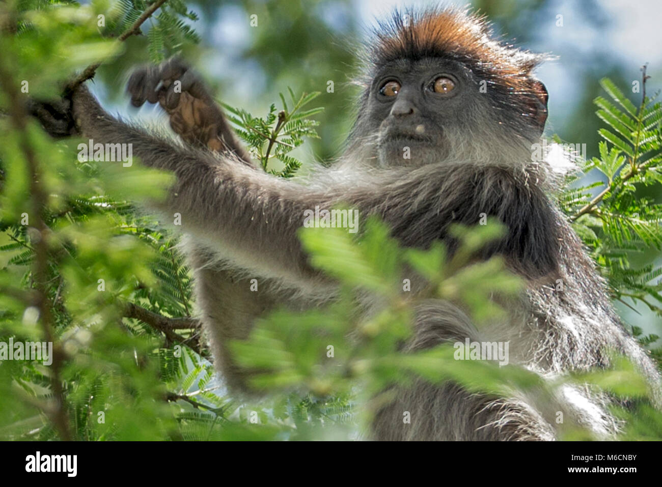 Mono colobo rojo Bigodi Santuario de humedales del distrito de Kamwenge, Uganda, África Foto de stock