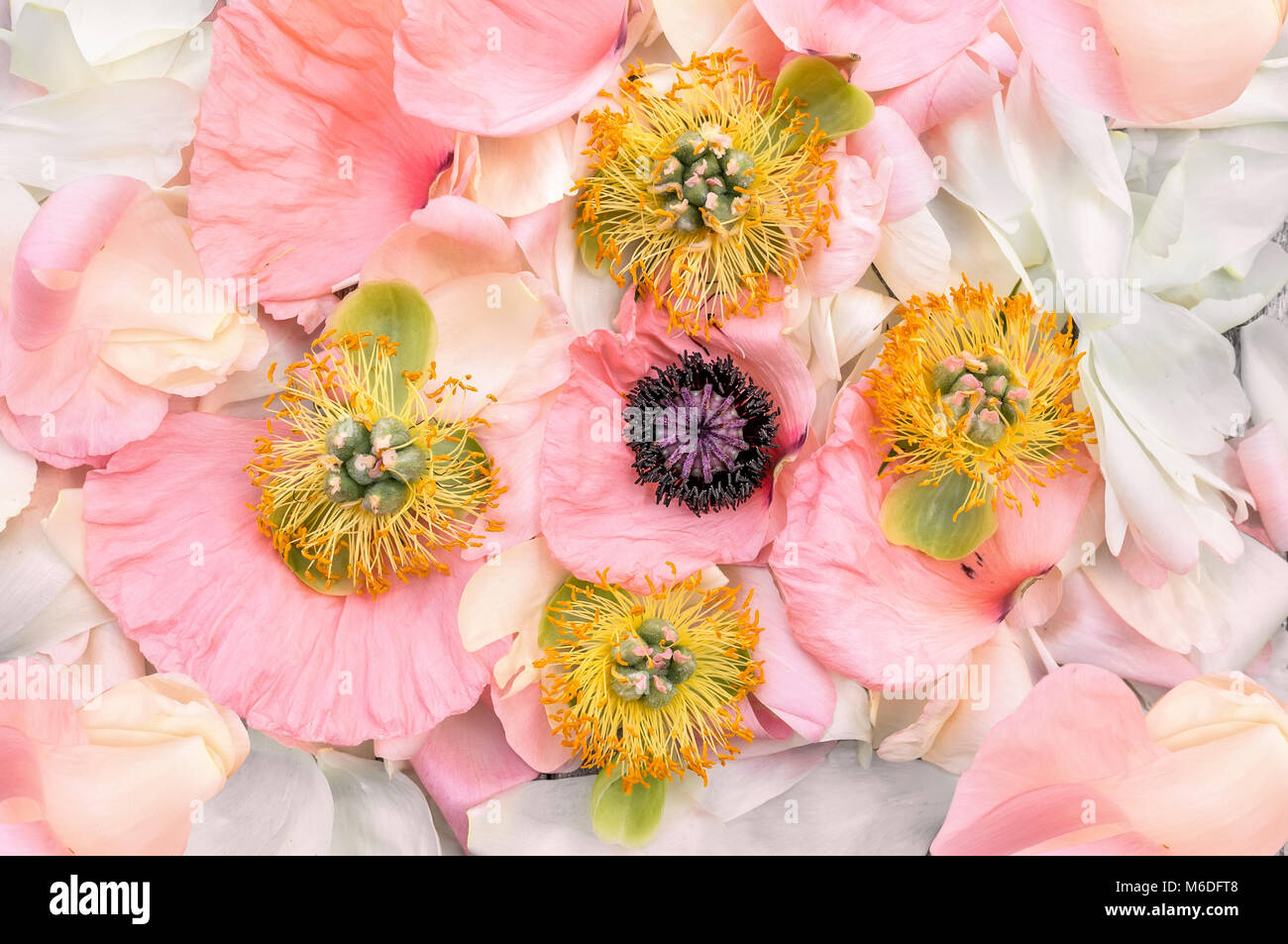 Fondo natural de hermosas delicada flor rosa peonía con estambres y  pistilos de cerca. La textura de los pétalos de la flor. La horizontal fr  Fotografía de stock - Alamy