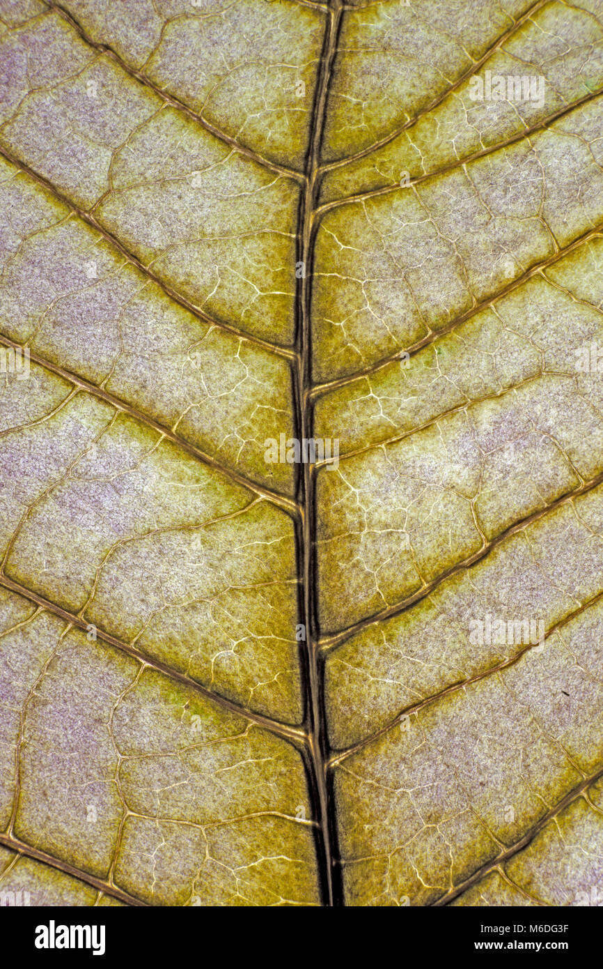 Venas de hojas, hojas verdes, iluminada desde atrás Foto de stock